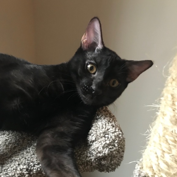 Meet your Posher, Deanna - Picture 1 of 1